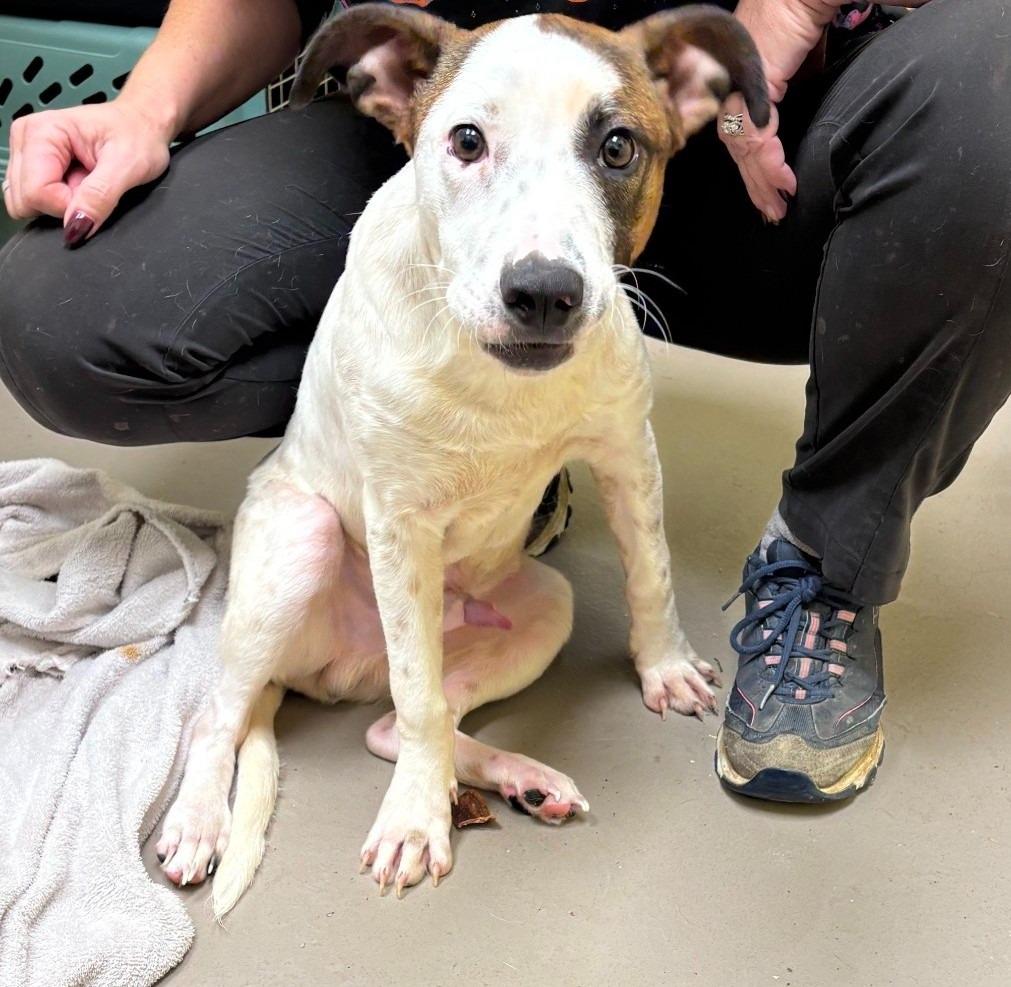 COURAGE, Adoptable, Young Male Terrier & Bull Terrier.