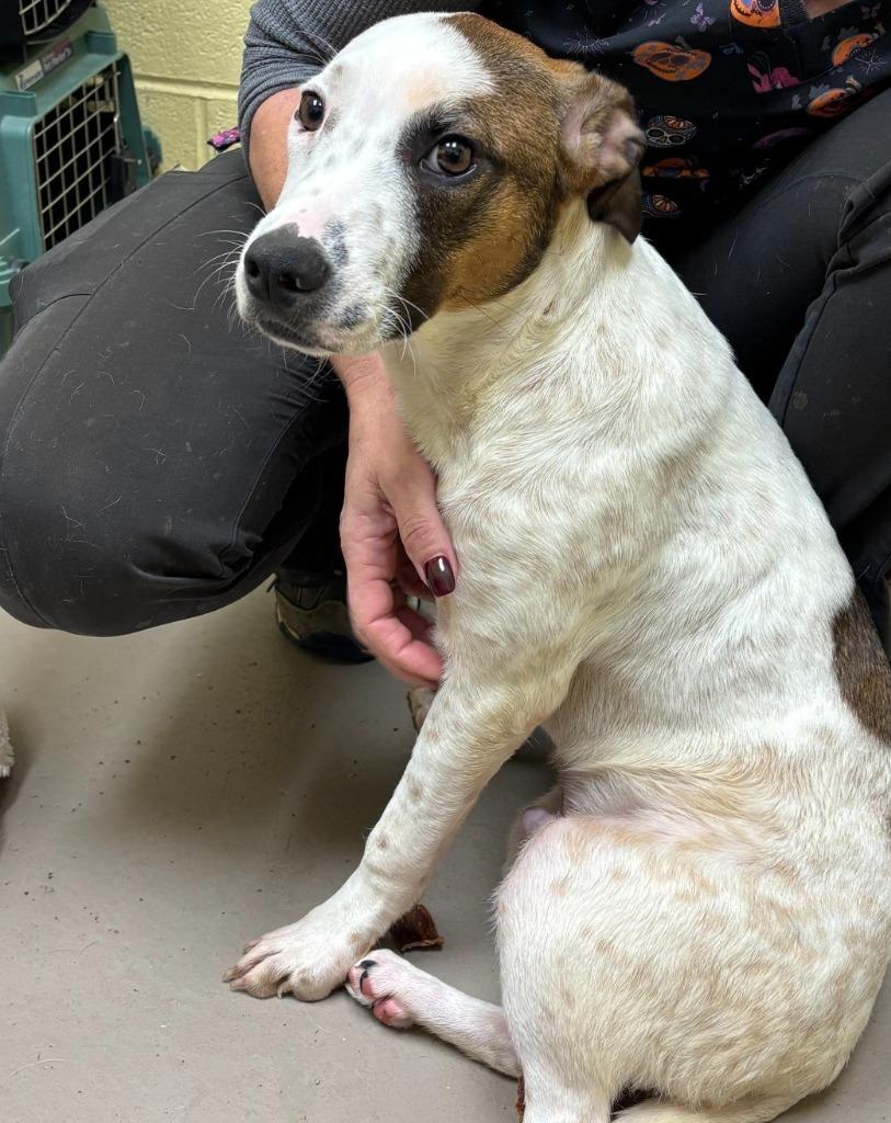 Enlarge COURAGE, a Adoptable mixed breed in Crossville, TN image 2/2