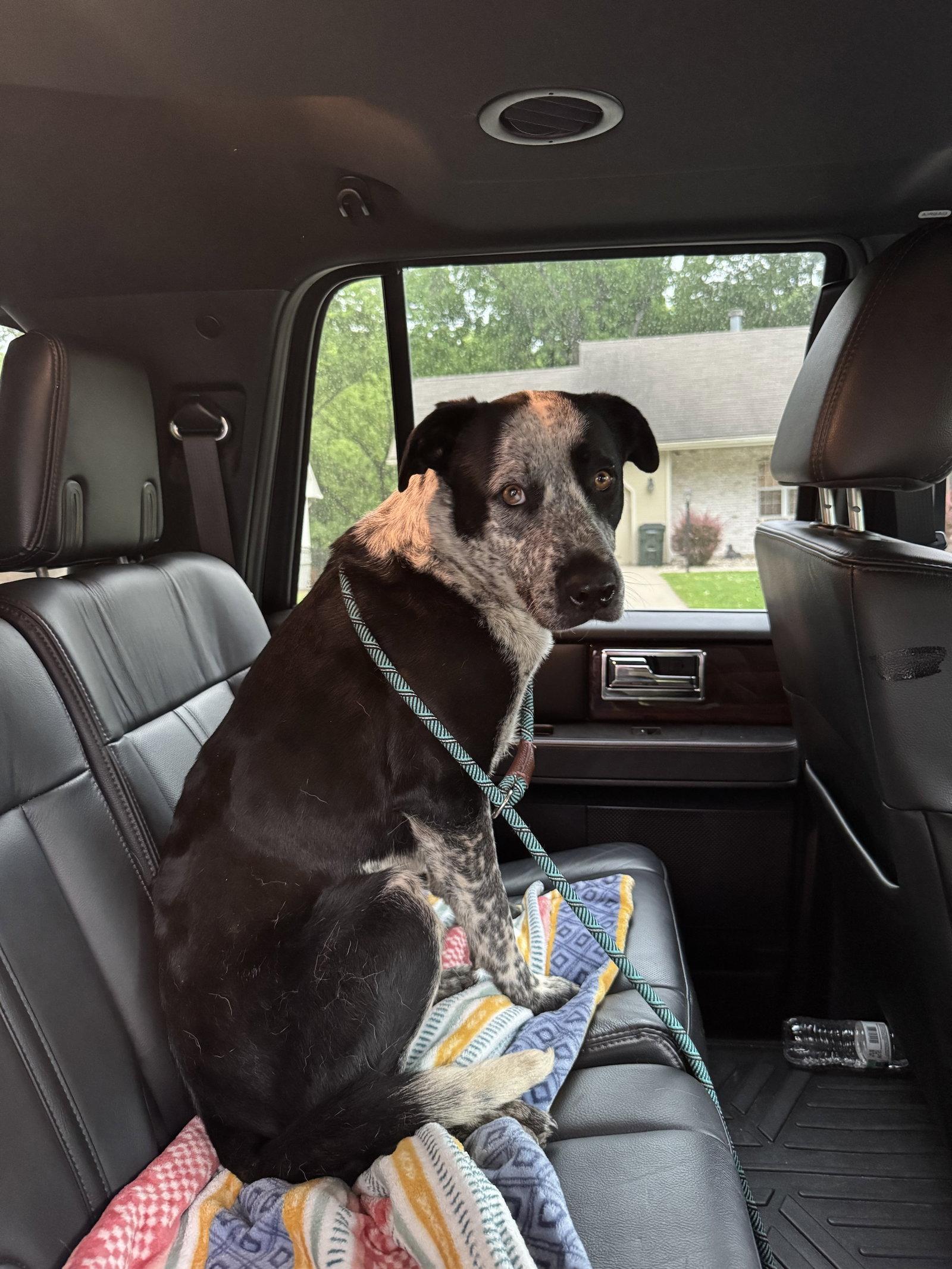 Enlarge Jasper, a Adoptable mixed breed in Leavenworth, KS image 1/1
