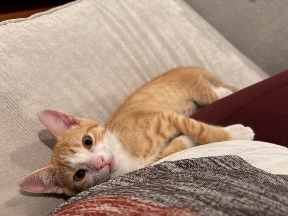 Dior, a Adoptable Domestic Short Hair in Greenbelt, MD image 1/2