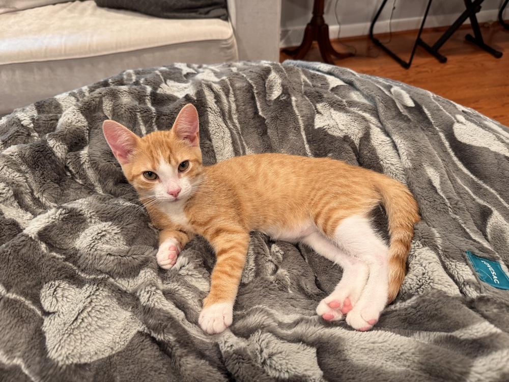 Dior, a Adoptable Domestic Short Hair in Greenbelt, MD image 2/2