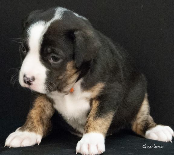 Maraschino thumbnail 2