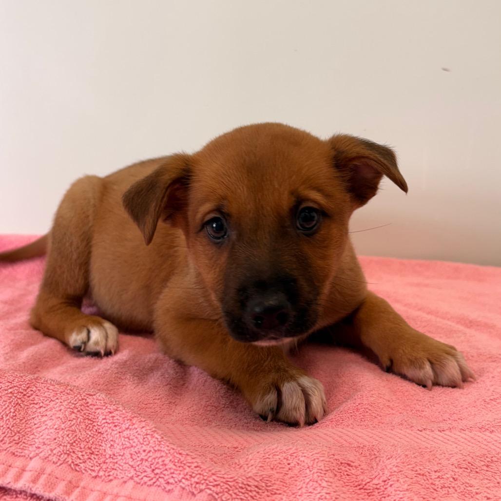 Enlarge Rainbow, a Adoptable Mixed Breed in Saskatoon, SK image 1/4