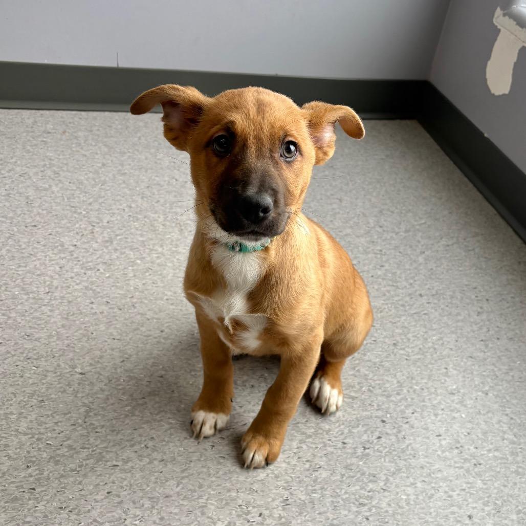 Enlarge Rainbow, a Adoptable Mixed Breed in Saskatoon, SK image 2/4