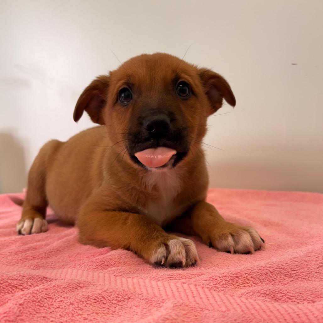 Enlarge Rainbow, a Adoptable Mixed Breed in Saskatoon, SK image 3/4