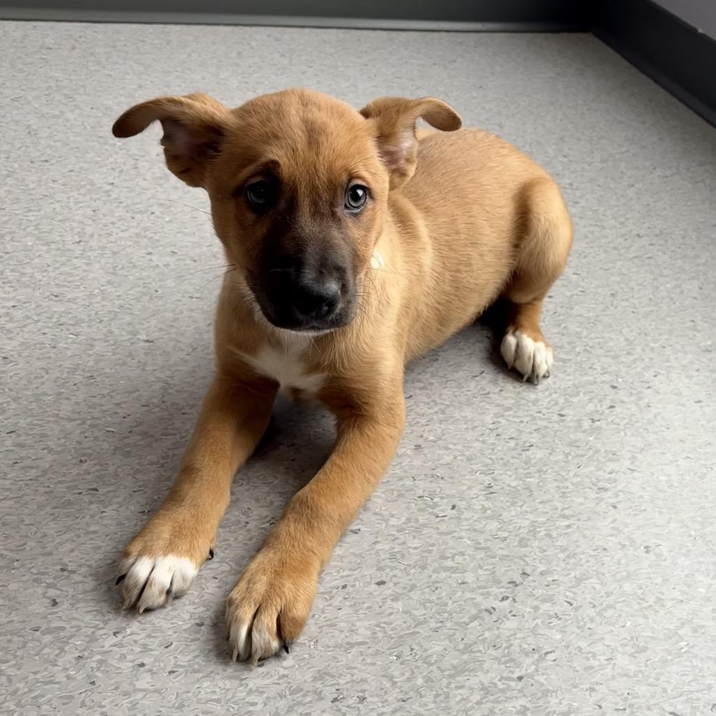 Enlarge Rainbow, a Adoptable Mixed Breed in Saskatoon, SK image 4/4