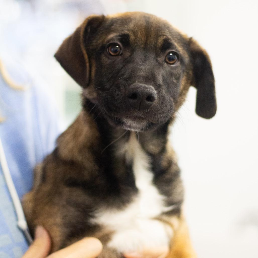 Carter 21982 — thumbnail 3