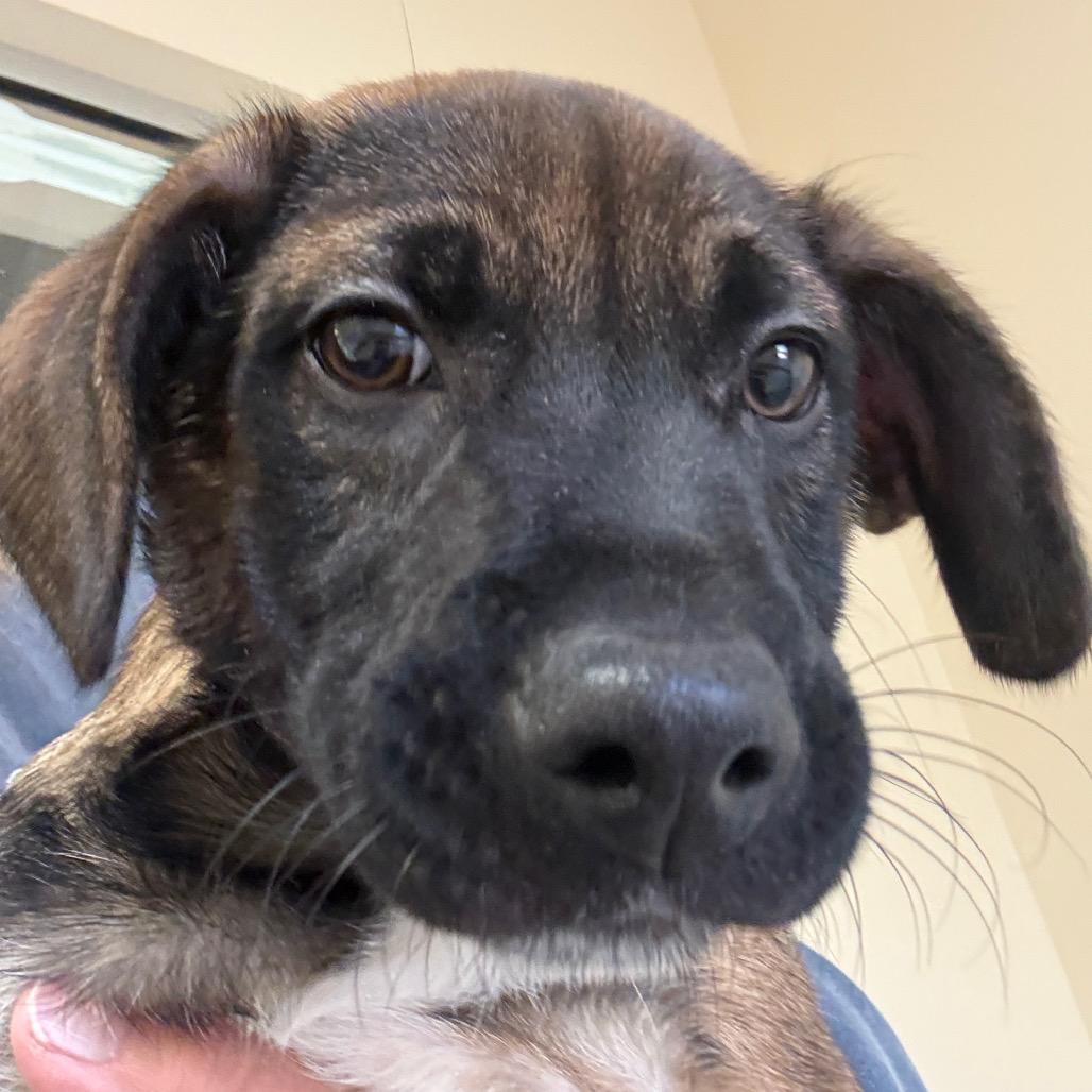 Carter 21982 — thumbnail 4