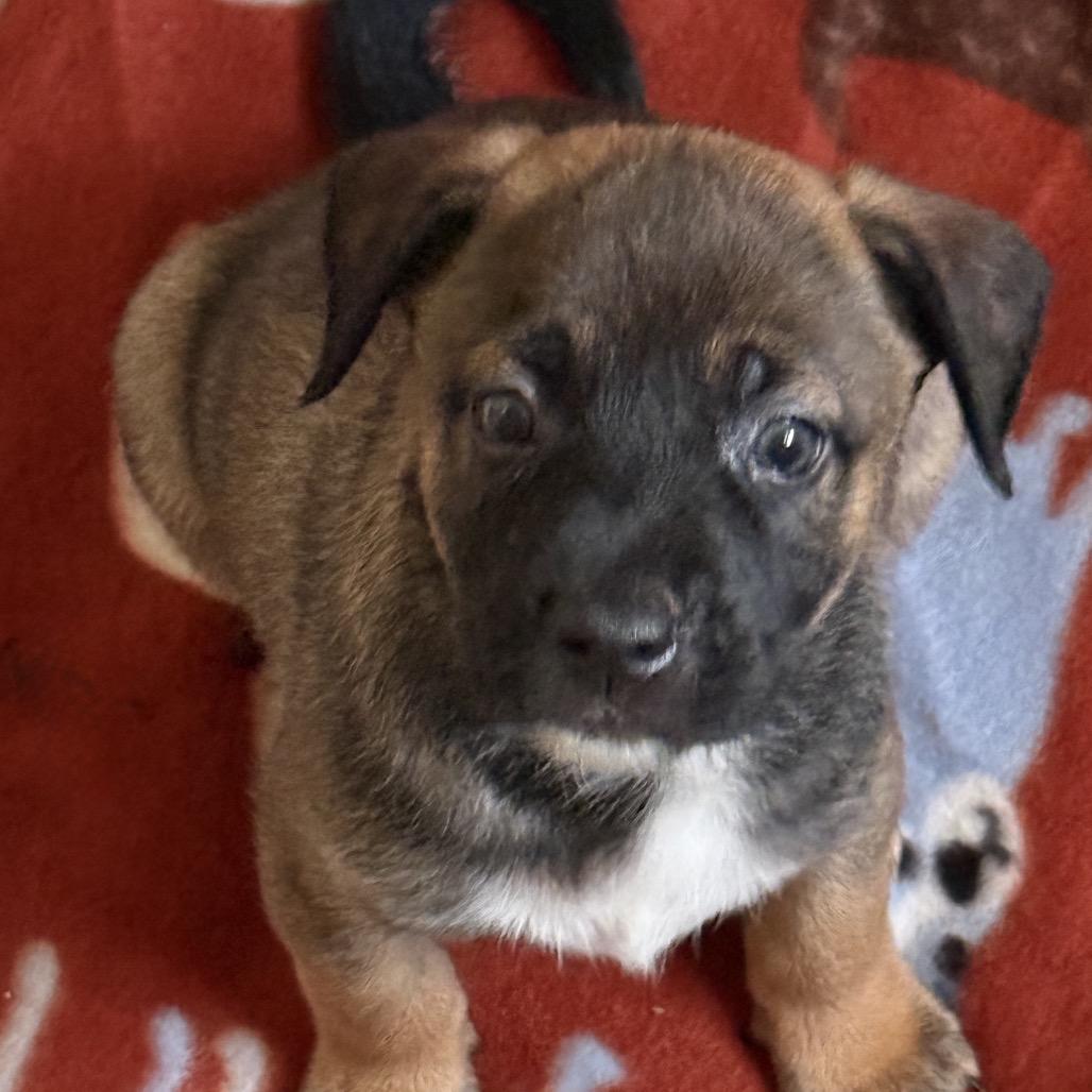 Carter 21982 — thumbnail 5