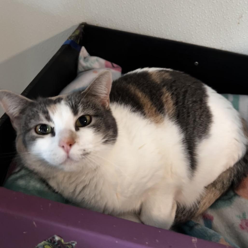 Kirby, Adoptable, Adult Female Domestic Short Hair.