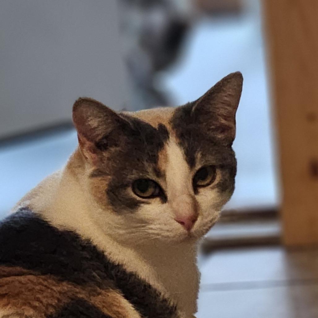 Enlarge Kirby, a Adoptable Domestic Short Hair in Brighton, MO image 2/6