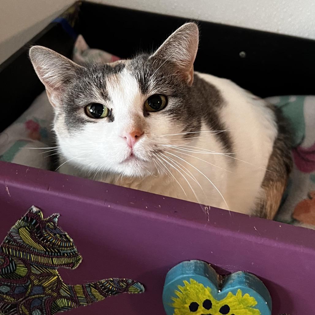 Enlarge Kirby, a Adoptable Domestic Short Hair in Brighton, MO image 3/6