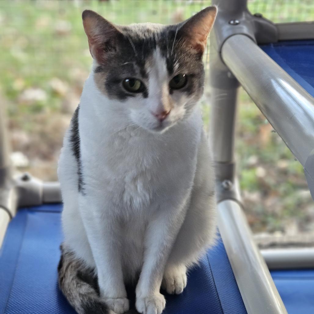 Enlarge Kirby, a Adoptable Domestic Short Hair in Brighton, MO image 4/6