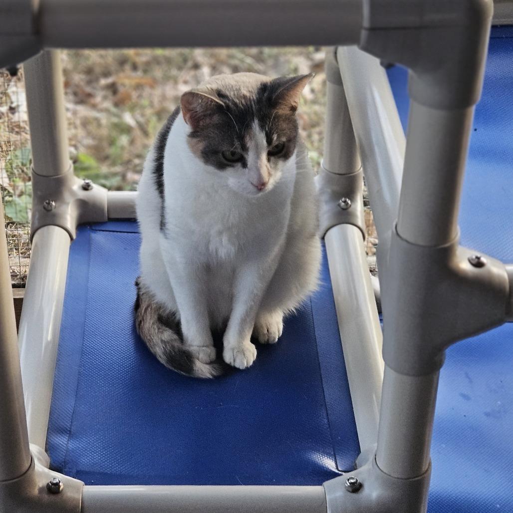 Enlarge Kirby, a Adoptable Domestic Short Hair in Brighton, MO image 5/6