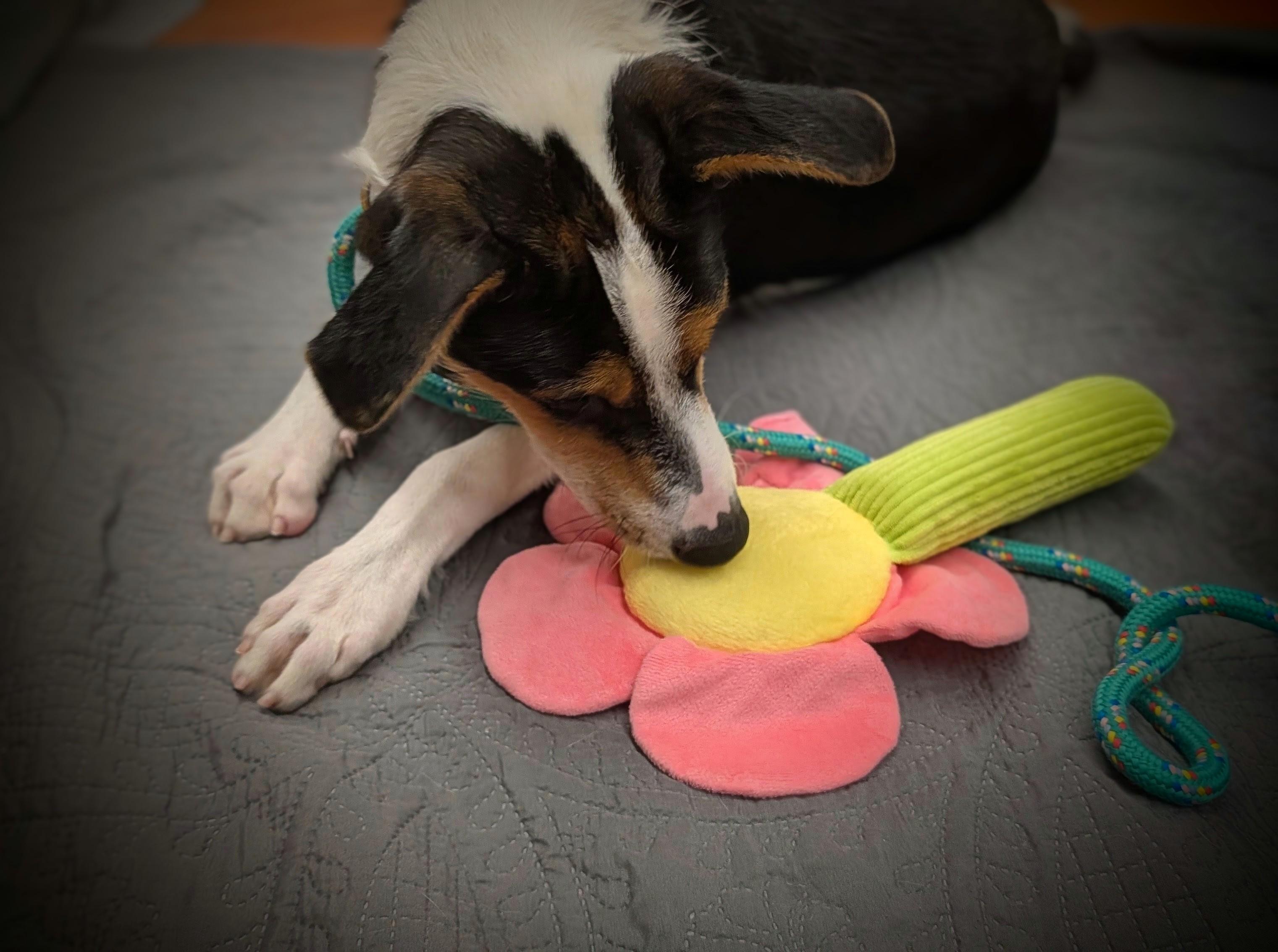 Enlarge Waffles, a Adopted Mixed Breed in Mauston, WI image 2/3