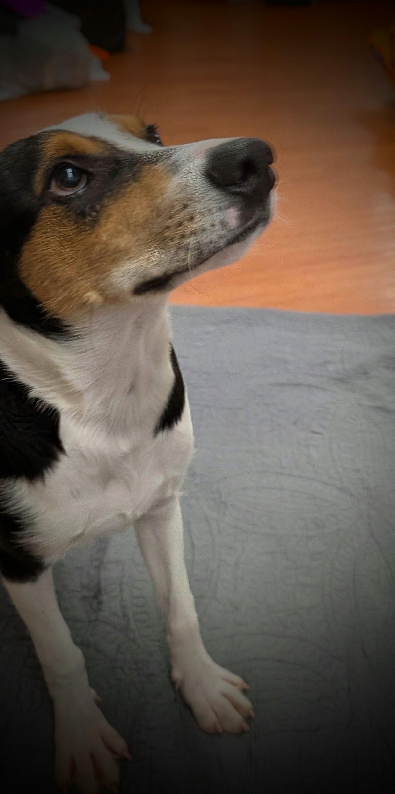 Waffles, Adopted, Adult Male Mixed Breed.