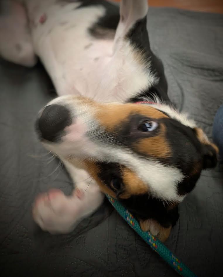 Enlarge Waffles, a Adopted Mixed Breed in Mauston, WI image 3/3