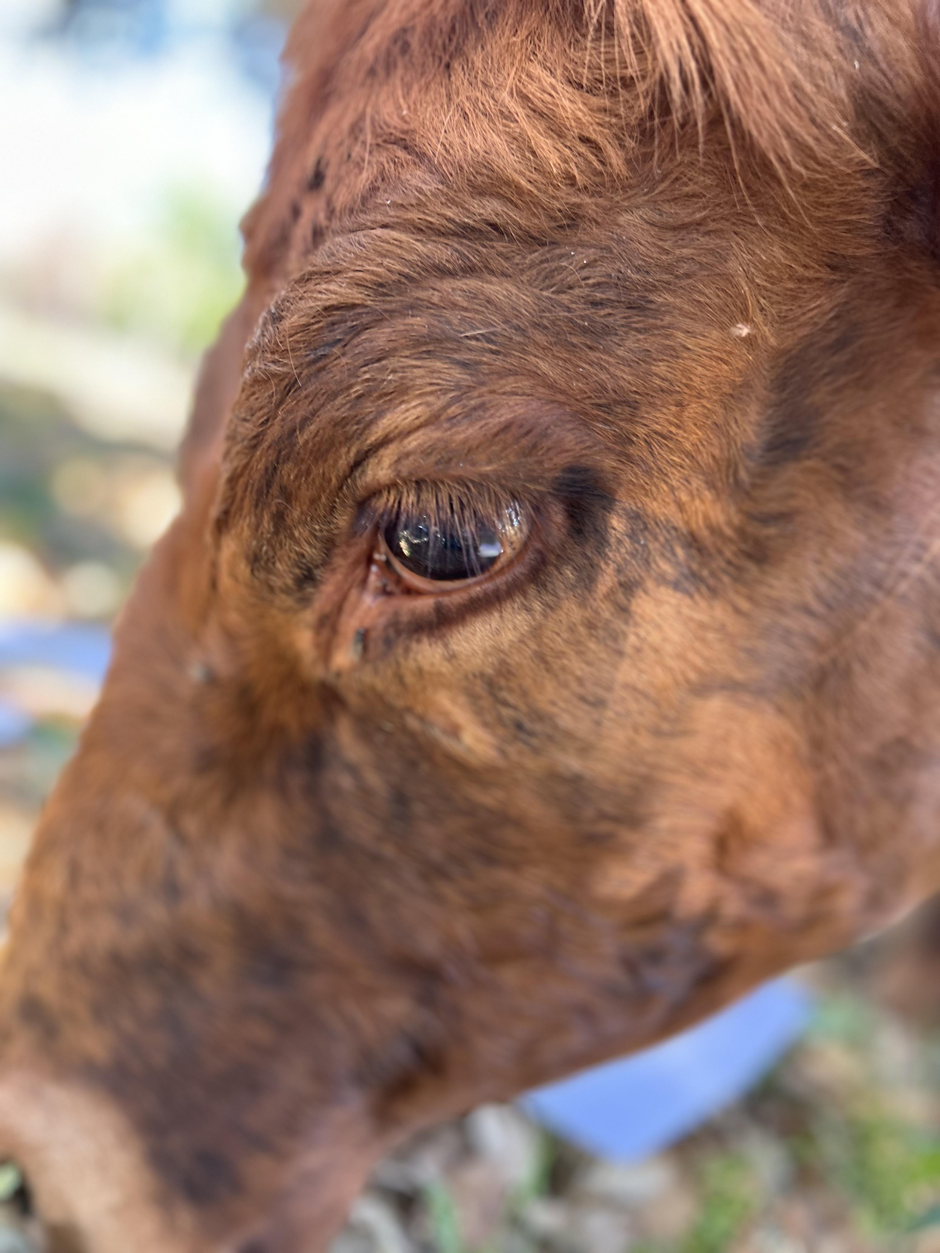 Enlarge Moo, a Adopted mixed breed in Bulverde, TX image 1/3