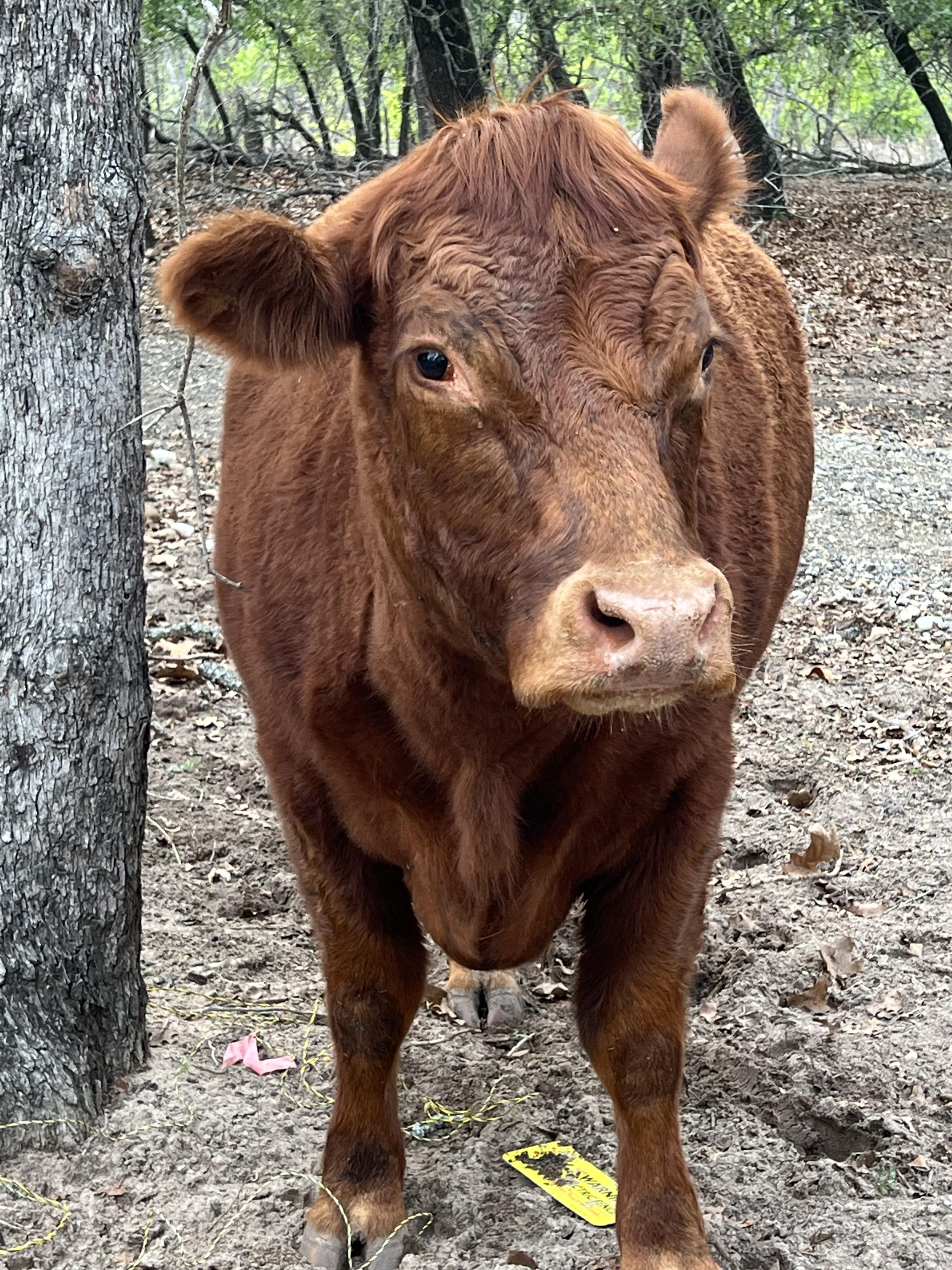 Enlarge Moo, a Adopted mixed breed in Bulverde, TX image 2/3