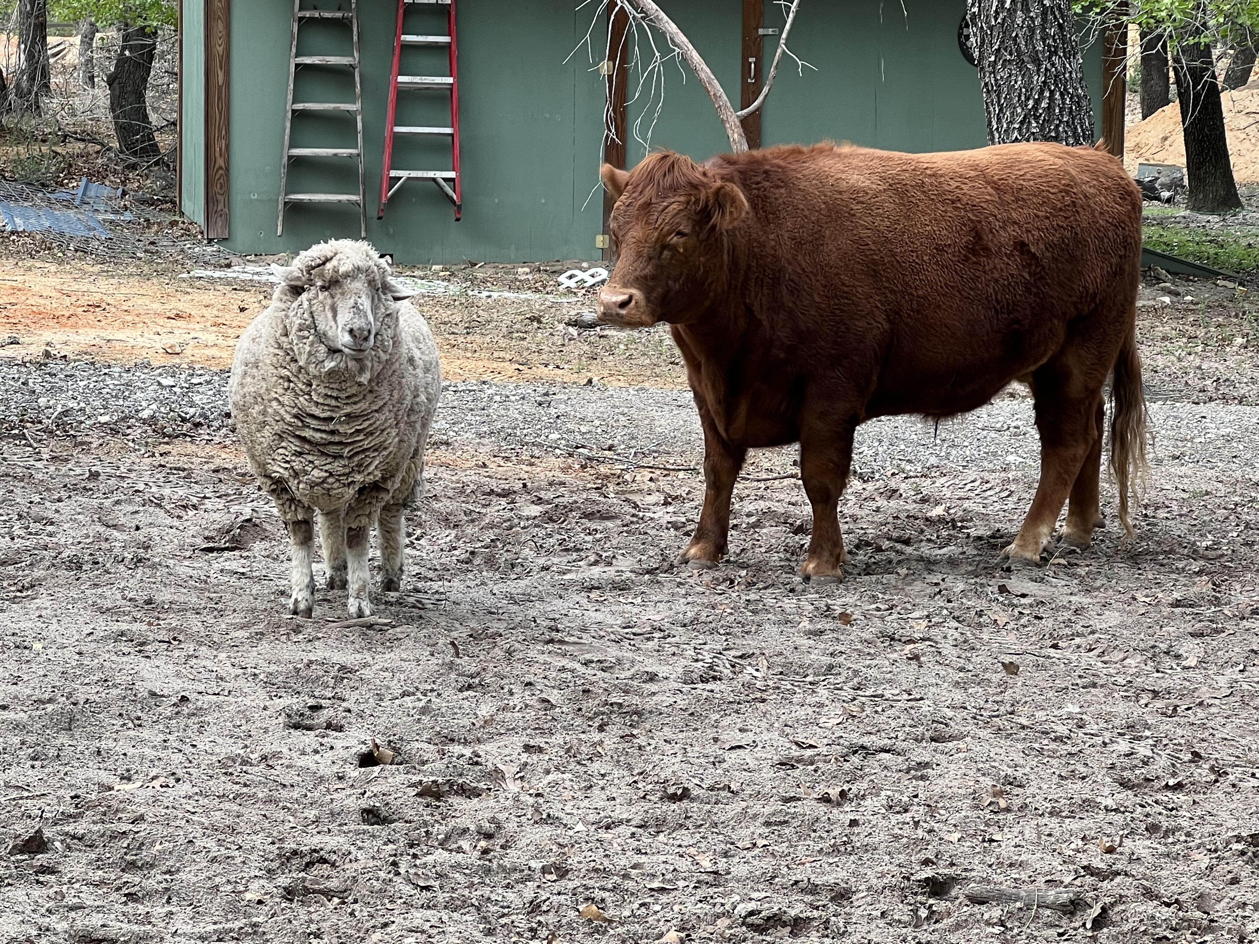 Enlarge Moo, a Adopted mixed breed in Bulverde, TX image 3/3