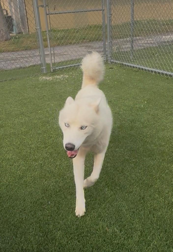Enlarge Ned, a ADOPTABLE Husky in Boca Raton, FL image 1/1