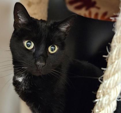 Mellie, a Adoptable mixed breed in Madison, WI image 1/3