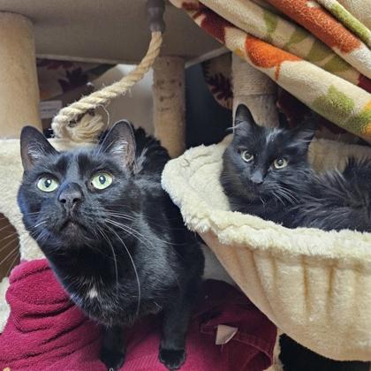 Mellie, a Adoptable mixed breed in Madison, WI image 2/3