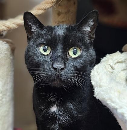 Mellie, a Adoptable mixed breed in Madison, WI image 3/3