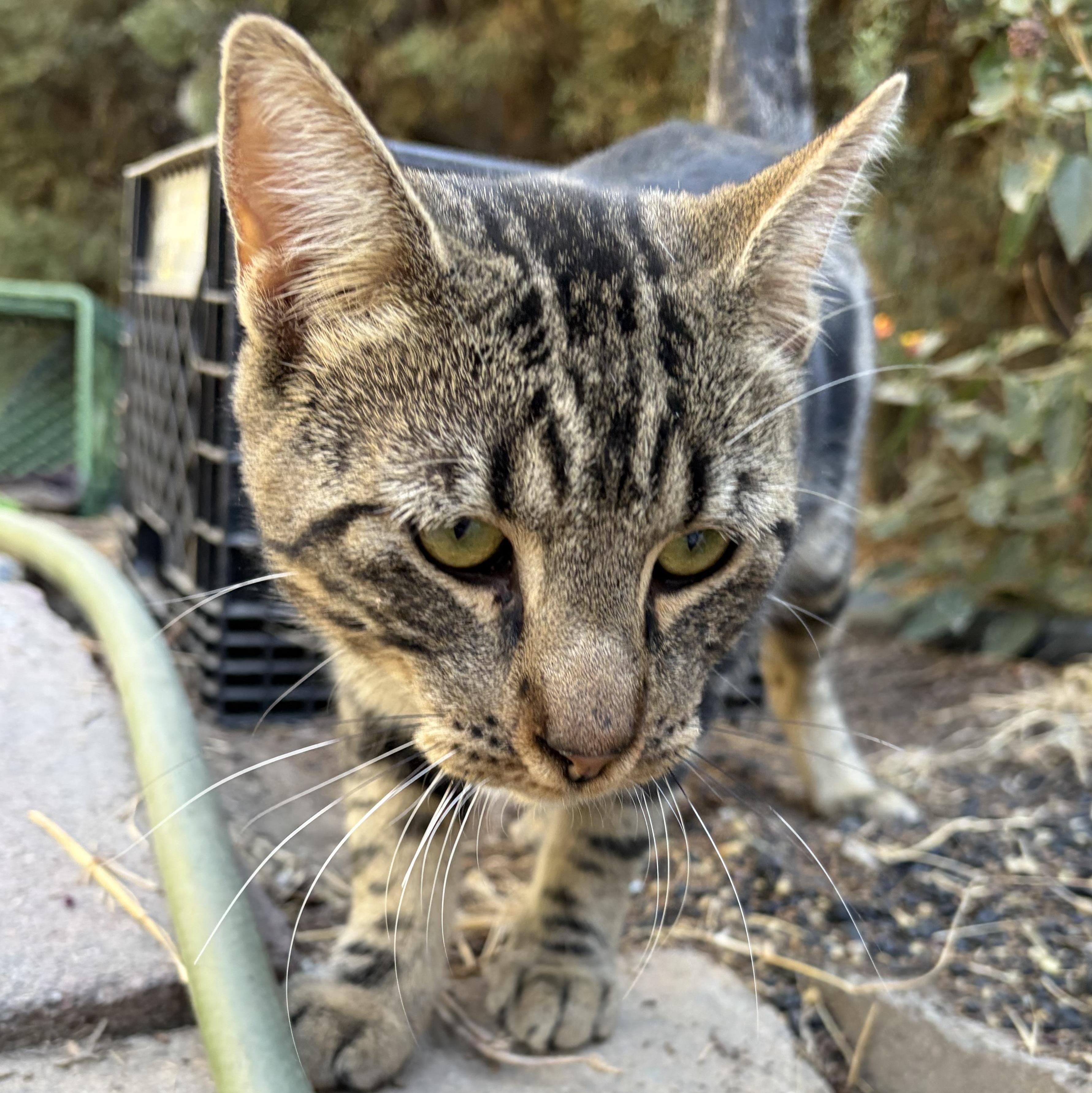 Enlarge Sweet William, a Adoptable mixed breed in Atwater, CA image 2/4