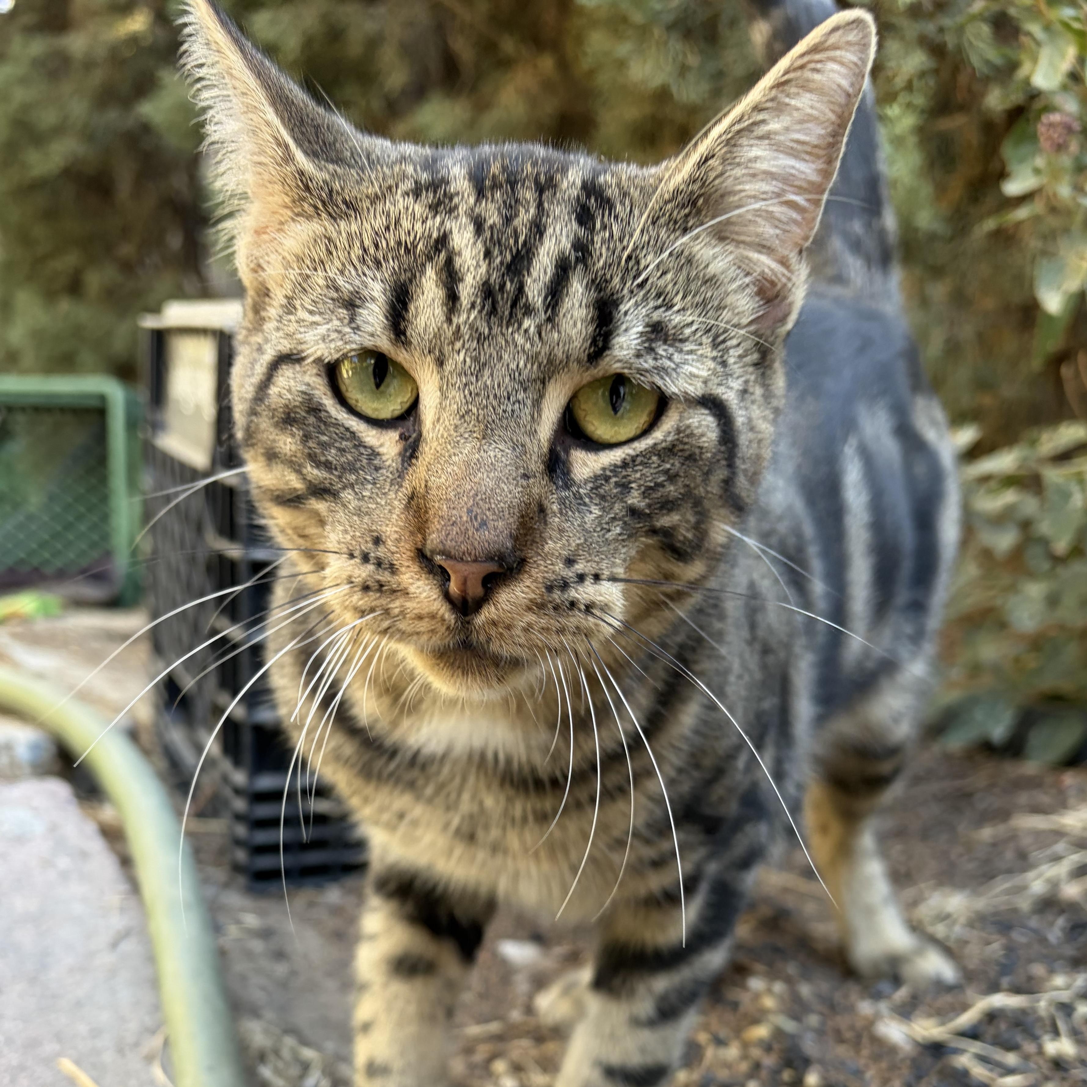 Sweet William, Adoptable, Kitten Male Domestic Short Hair & Tabby.