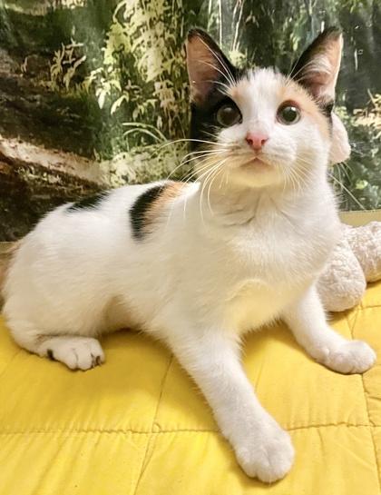 Neopolitan, Adoptable, Young Female Domestic Short Hair & Domestic Short Hair.