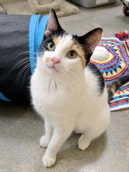 Enlarge Neopolitan, a Adoptable mixed breed in San Diego, CA image 2/3