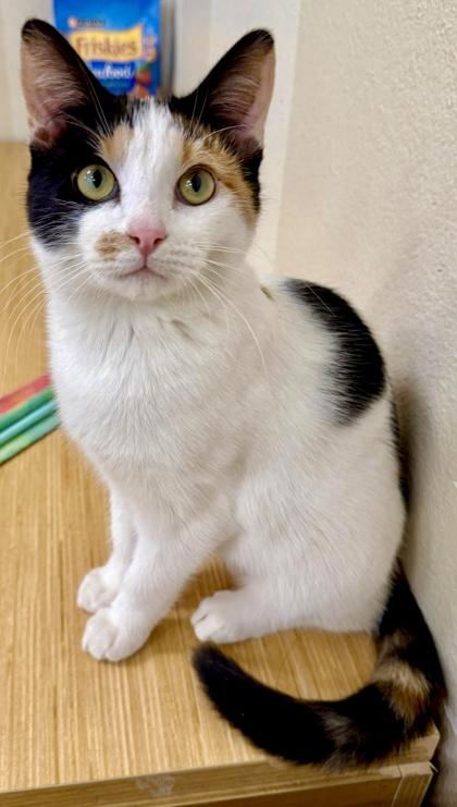 Enlarge Neopolitan, a Adoptable mixed breed in San Diego, CA image 3/3