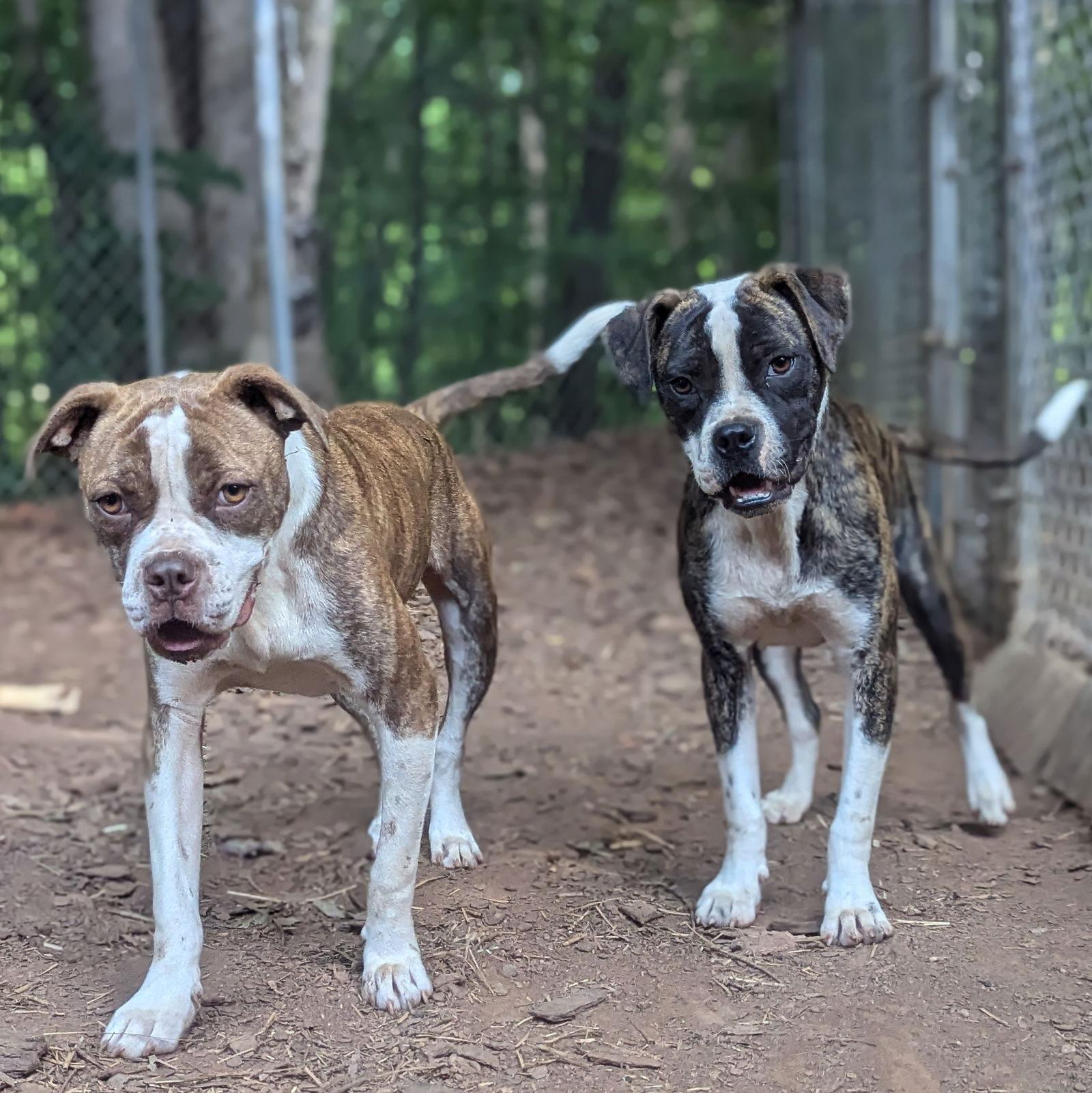 Enlarge Bossy, a Adoptable Boxer in Mc Cormick, SC image 1/3