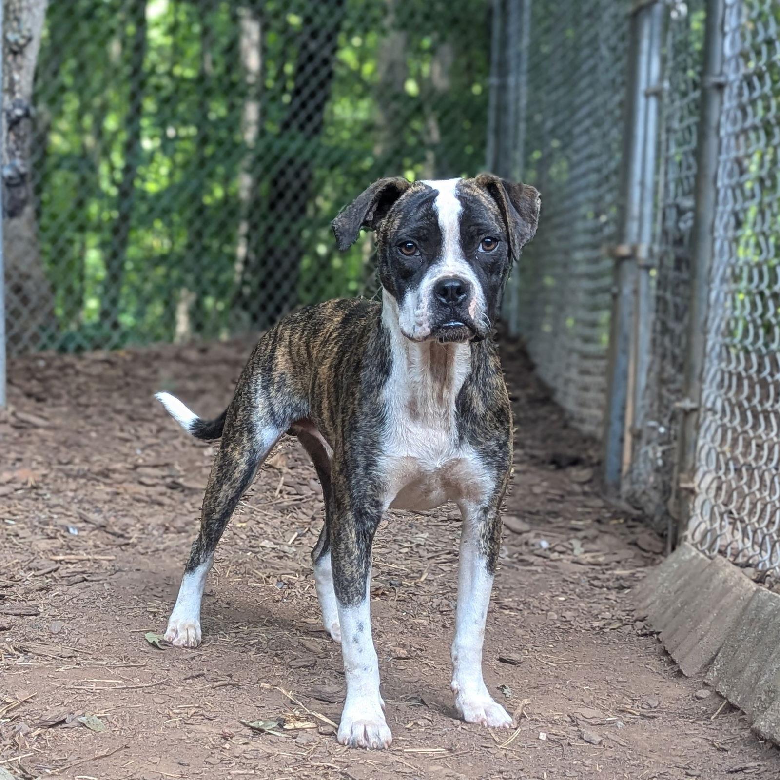 Enlarge Bossy, a Adoptable Boxer in Mc Cormick, SC image 2/3