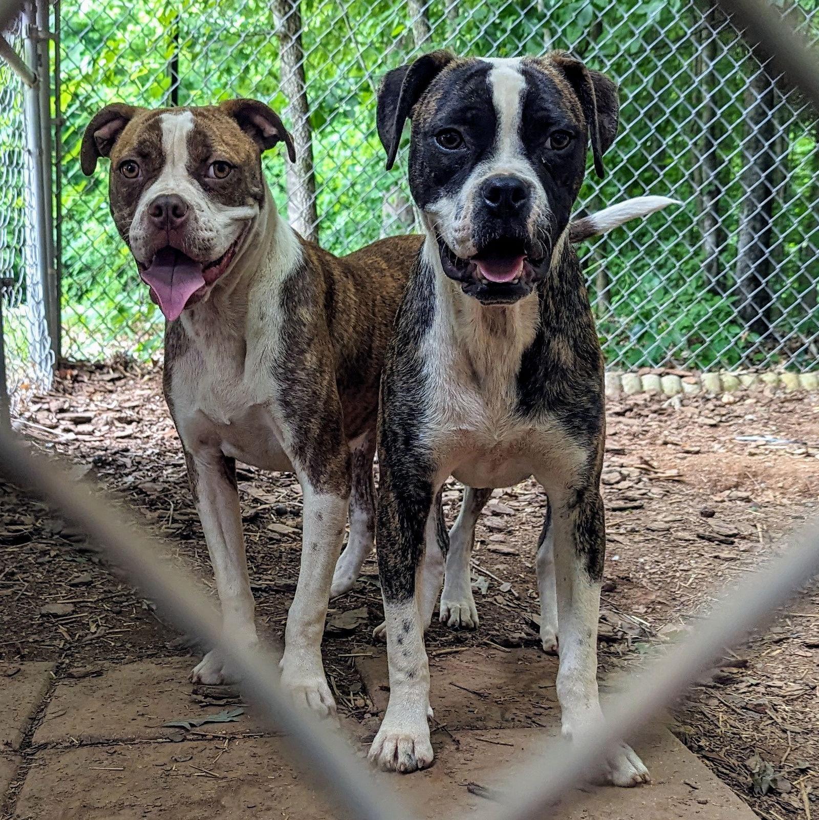 Enlarge Bossy, a Adoptable Boxer in Mc Cormick, SC image 3/3