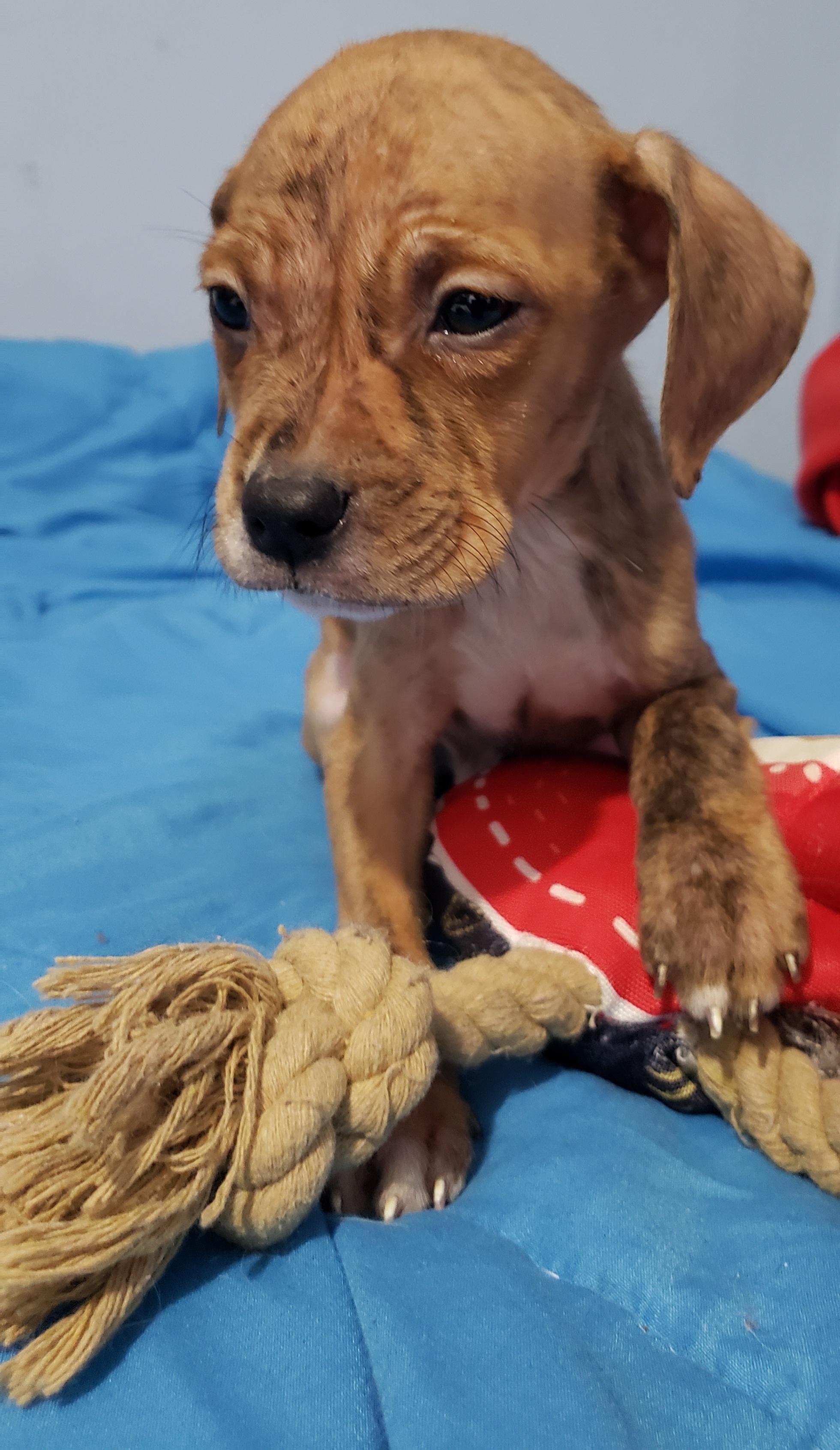 Brock, adopted, Puppy Male Pit Bull Terrier.