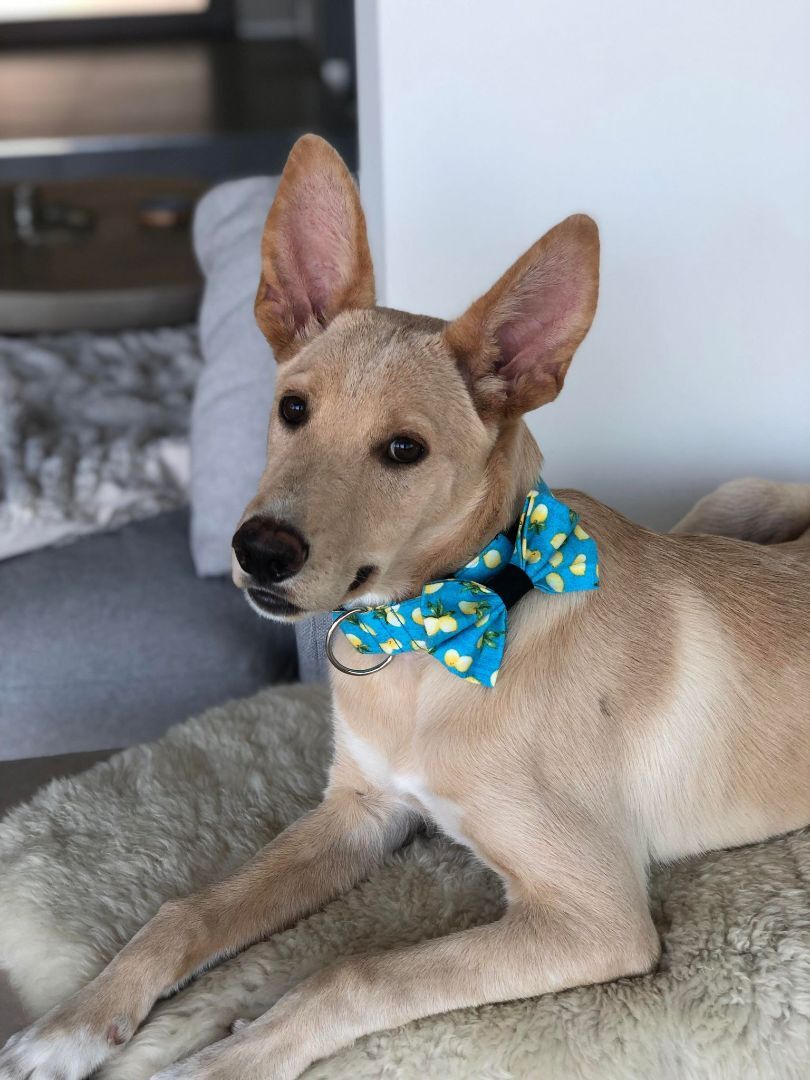 Enlarge Shay, a Adoptable mixed breed in Tehachapi, CA image 2/5