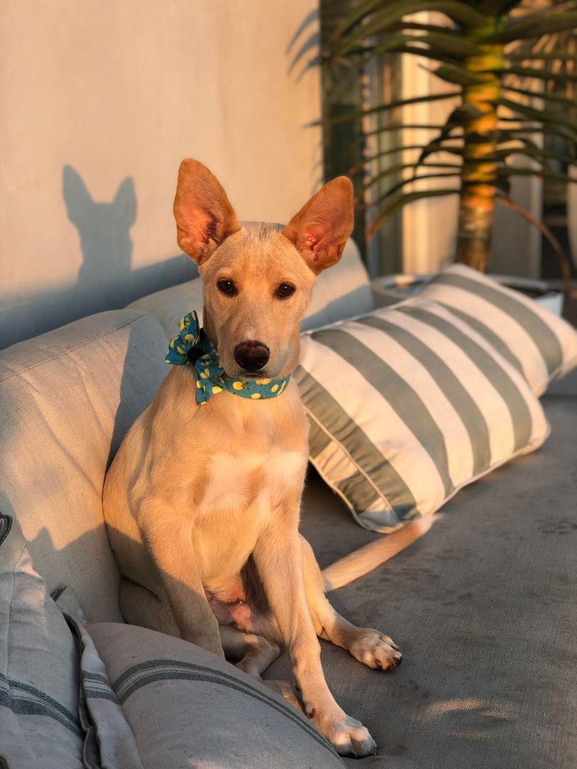 Enlarge Shay, a Adoptable mixed breed in Tehachapi, CA image 3/5