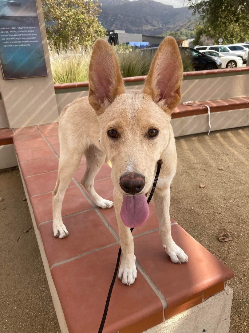 Enlarge Shay, a Adoptable mixed breed in Tehachapi, CA image 4/5