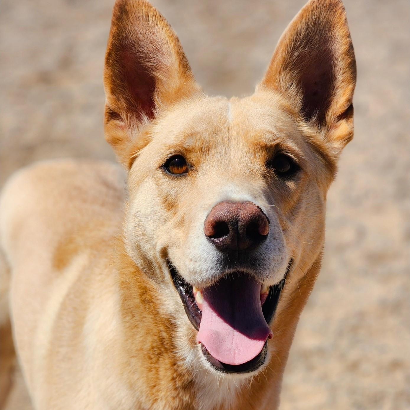 Shay, Adoptable, Young Male Shepherd & Great Dane.