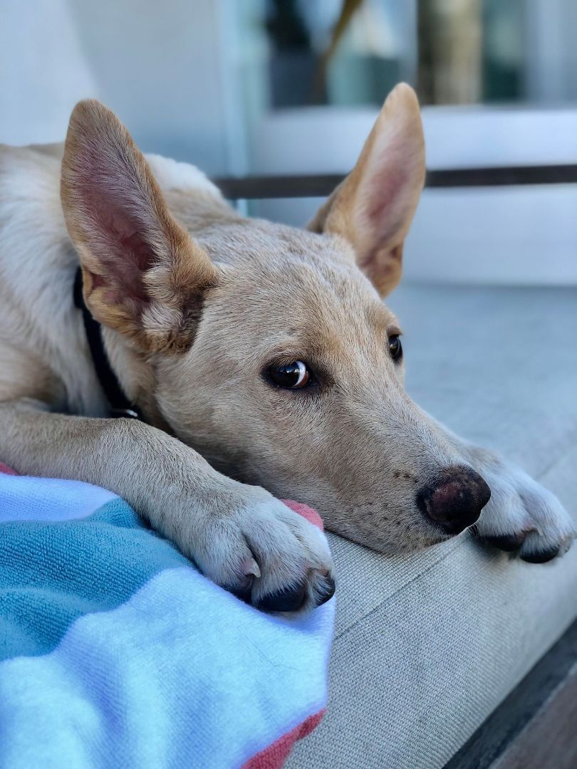 Enlarge Shay, a Adoptable mixed breed in Tehachapi, CA image 5/5