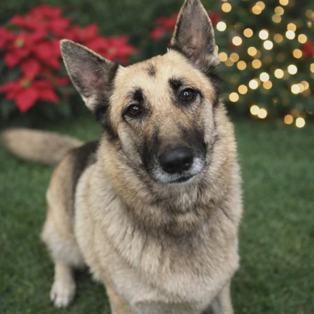 SHASTA, Adoptable, Adult Female German Shepherd Dog & Mixed Breed.