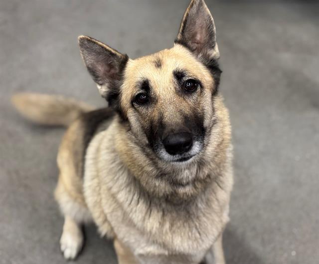 SHASTA, Adoptable, Adult Female German Shepherd Dog & Mixed Breed.