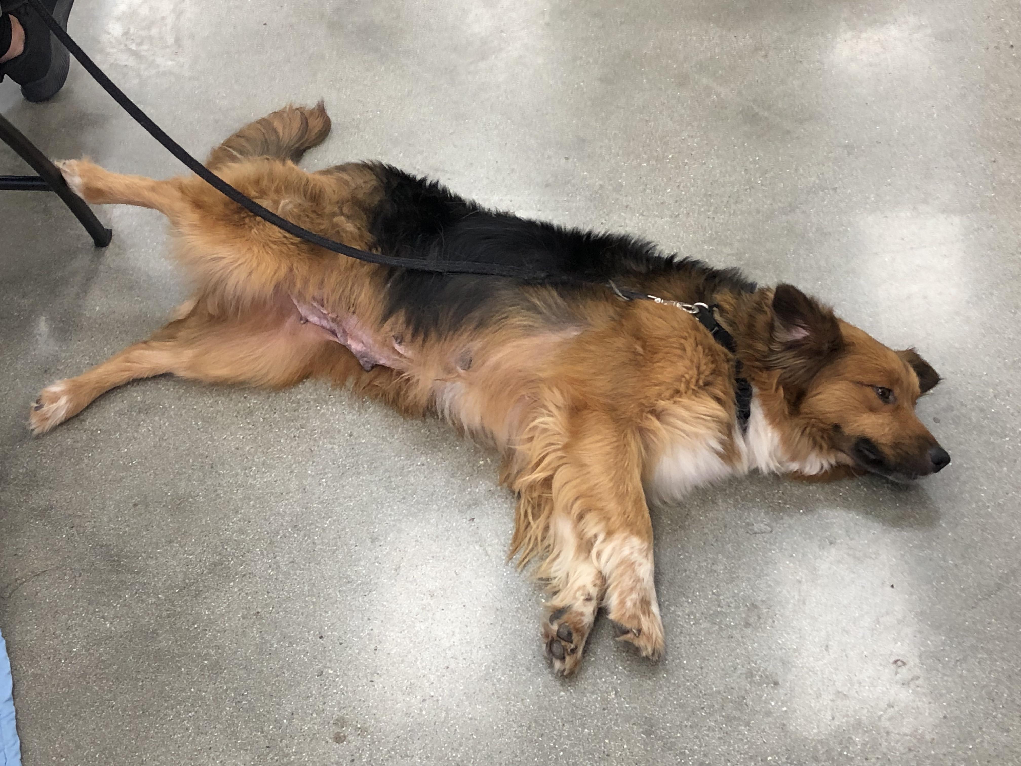 Enlarge Lady, a ADOPTABLE mixed breed in Monrovia , CA image 4/6