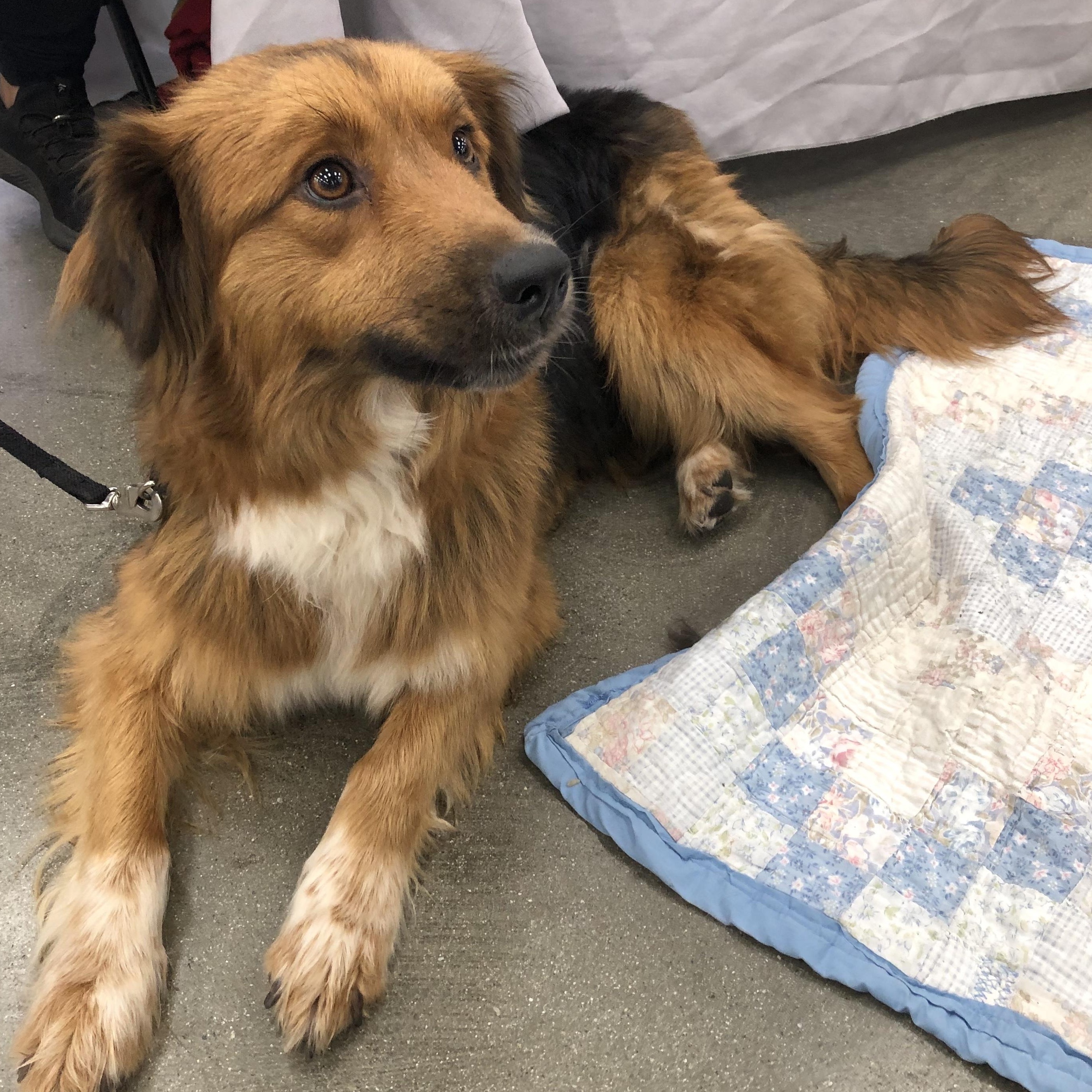 Enlarge Lady, a ADOPTABLE mixed breed in Monrovia , CA image 1/6