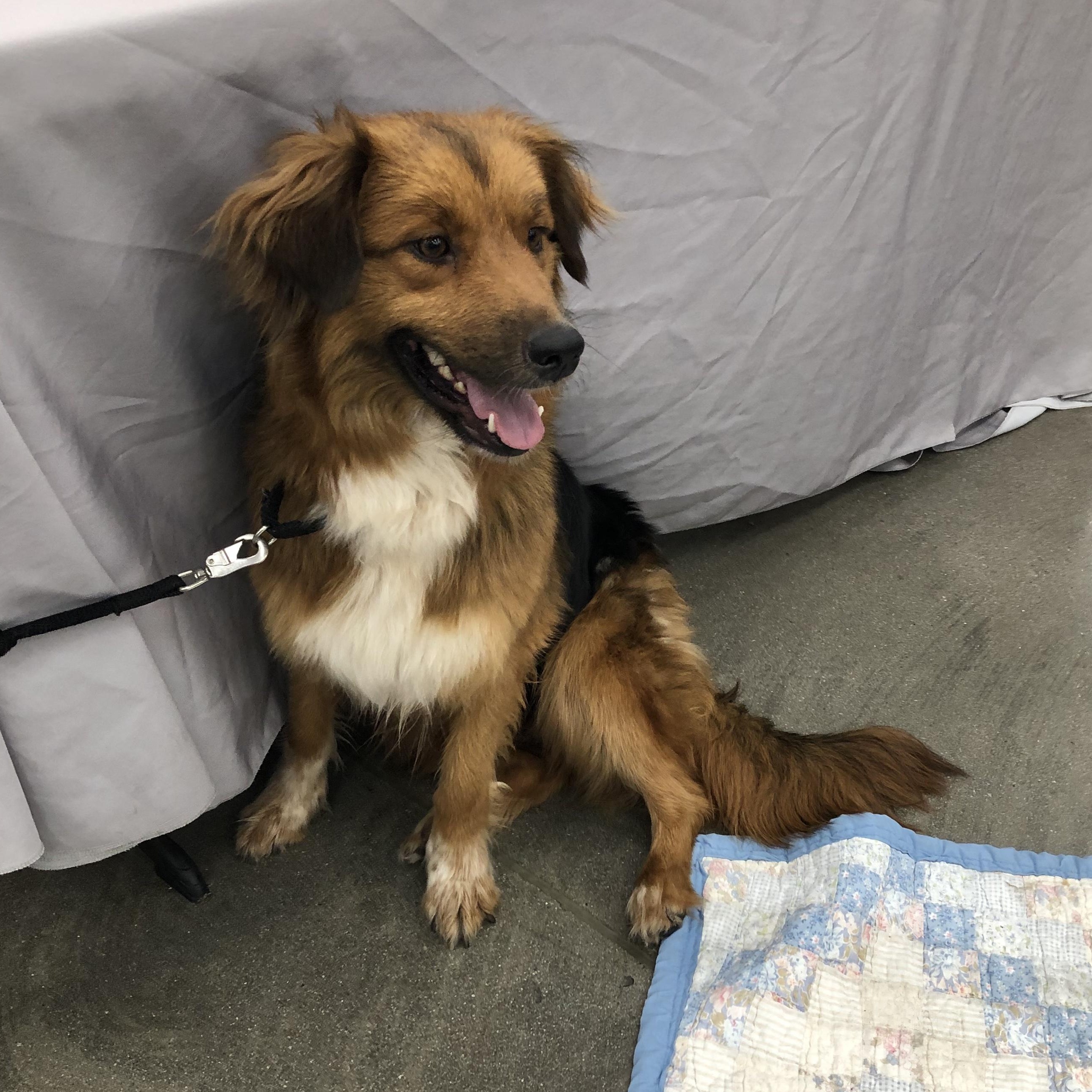 Enlarge Lady, a ADOPTABLE mixed breed in Monrovia , CA image 3/6