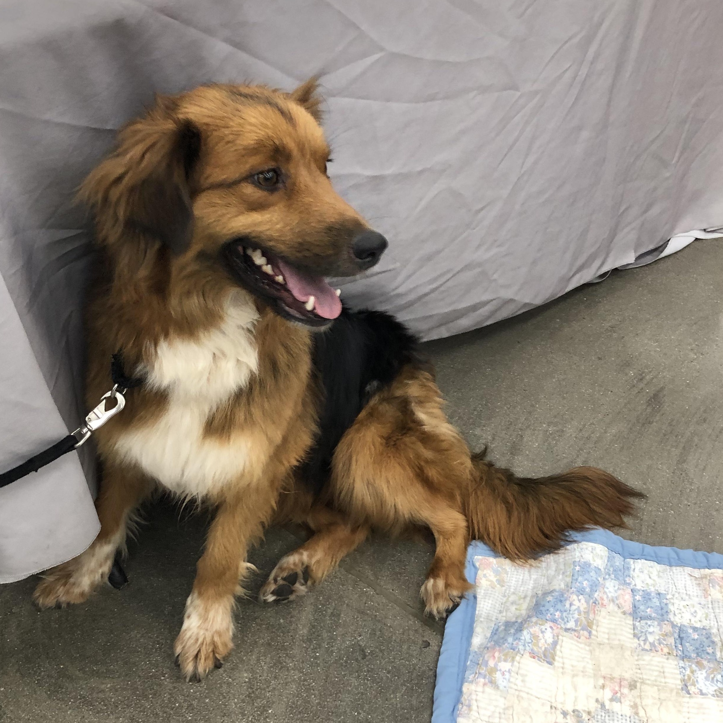 Enlarge Lady, a ADOPTABLE mixed breed in Monrovia , CA image 6/6