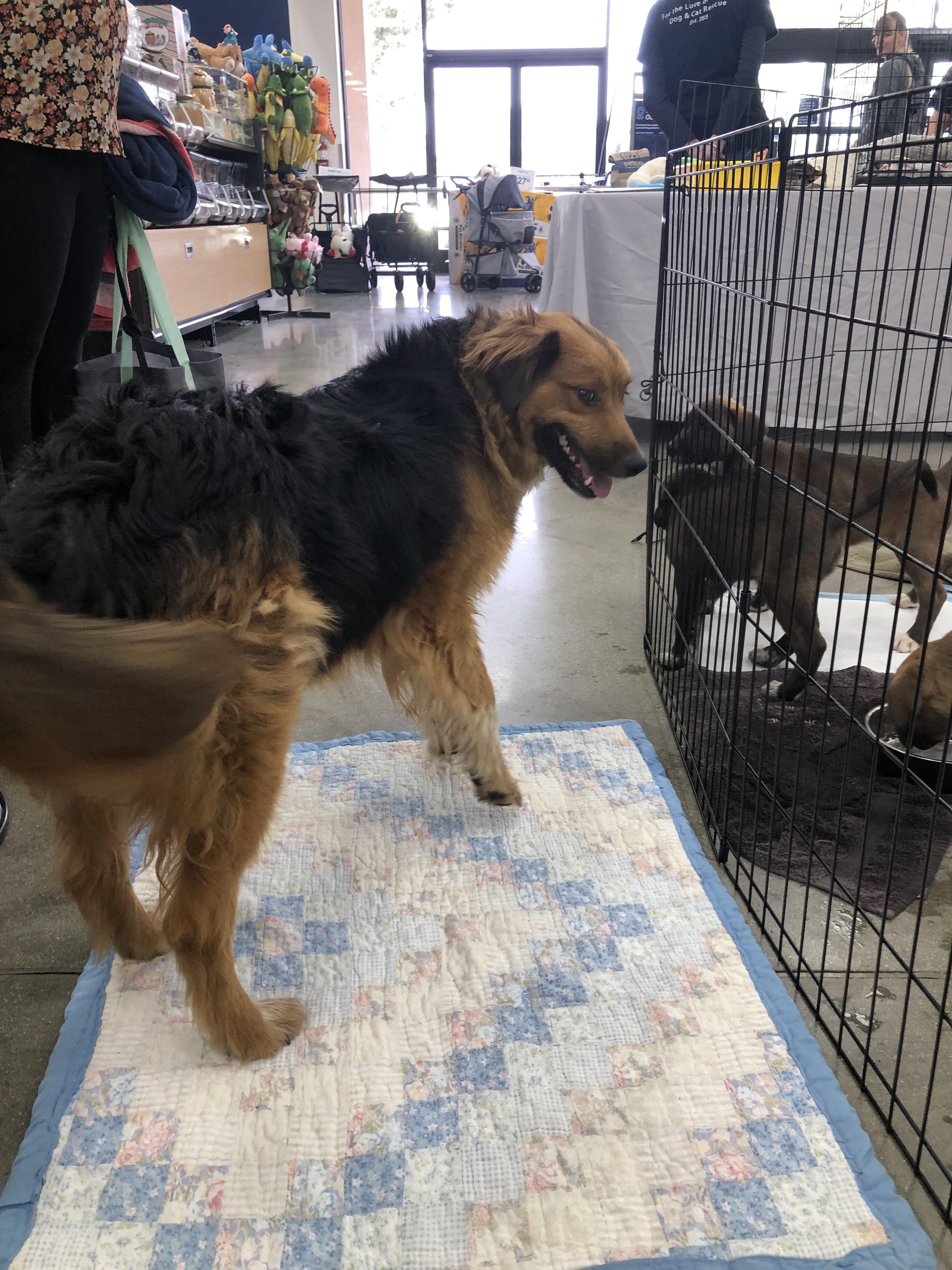 Enlarge Lady, a ADOPTABLE mixed breed in Monrovia , CA image 5/6