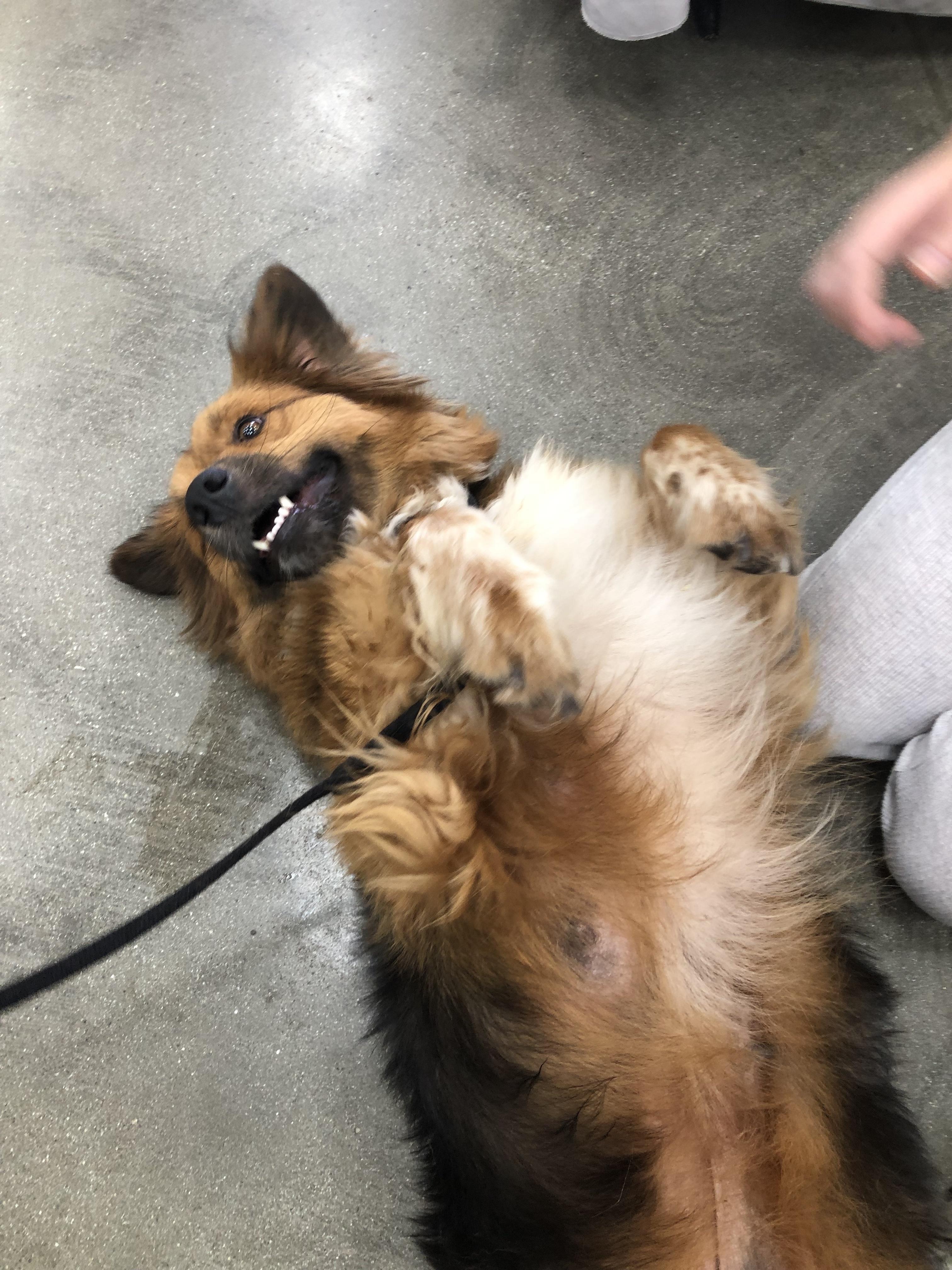 Enlarge Lady, a ADOPTABLE mixed breed in Monrovia , CA image 2/6